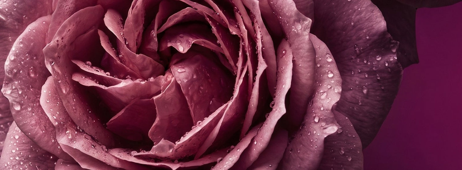 The Rose, as a Signature